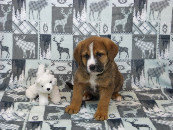 chinook puppy